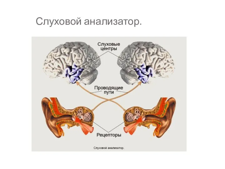 Слуховой анализатор.