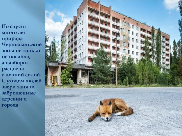 . . Но спустя много лет природа Чернобыльской зоны не только не