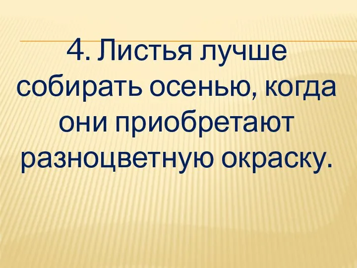 4. Листья лучше собирать осенью, когда они приобретают разноцветную окраску.