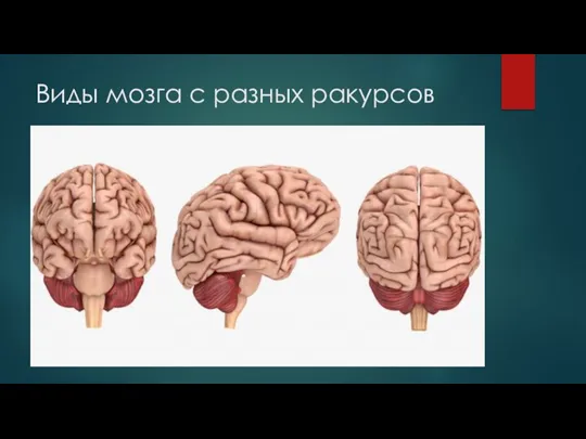 Виды мозга с разных ракурсов