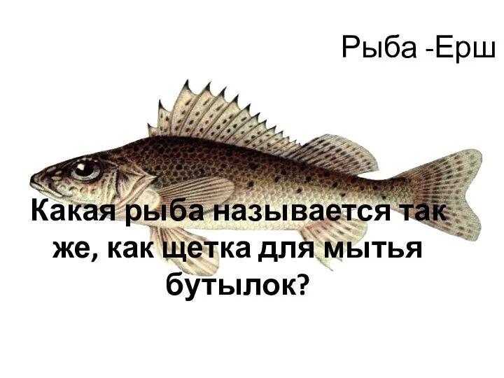 Рыба -Ерш Какая рыба называется так же, как щетка для мытья бутылок?