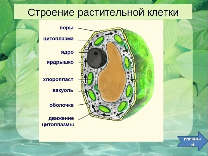 главный