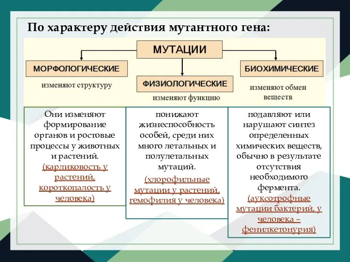 По характеру действия мутантного гена: Они изменяют формирование органов и ростовые процессы