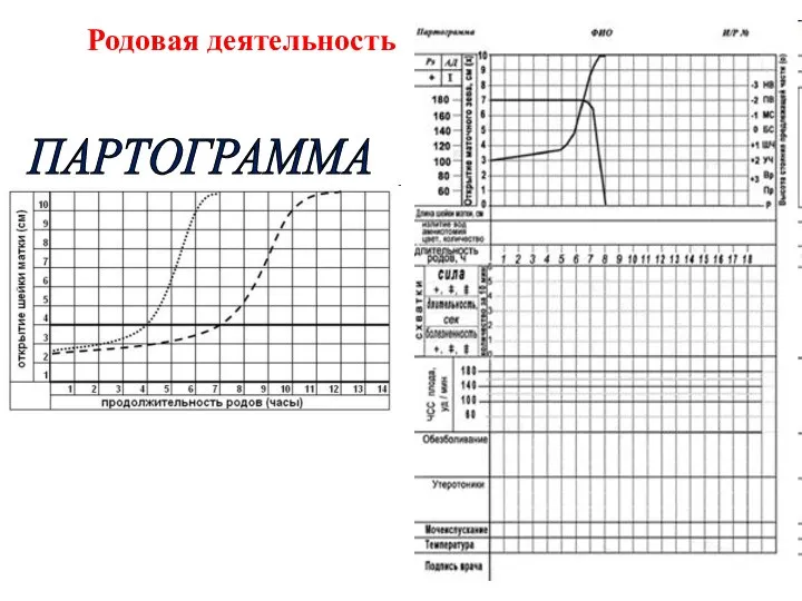 ПАРТОГРАММА Родовая деятельность