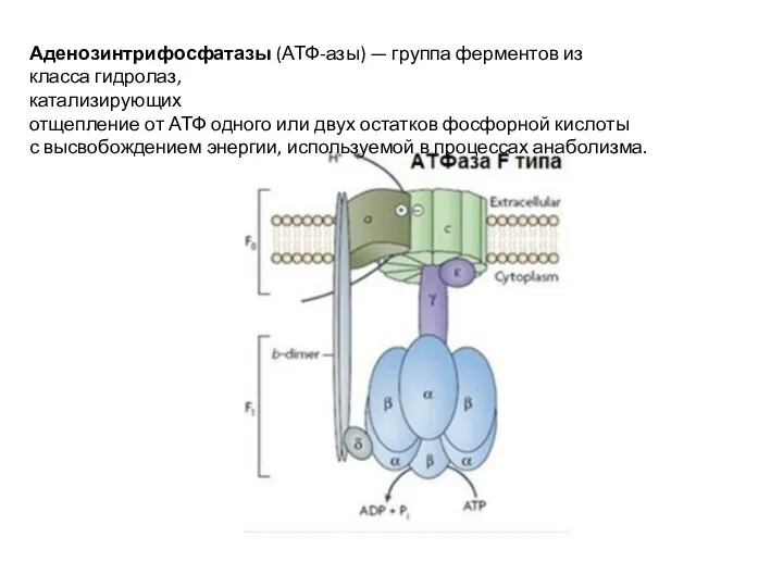 Аденозинтрифосфатазы (АТФ-азы) — группа ферментов из класса гидролаз, катализирующих отщепление от АТФ
