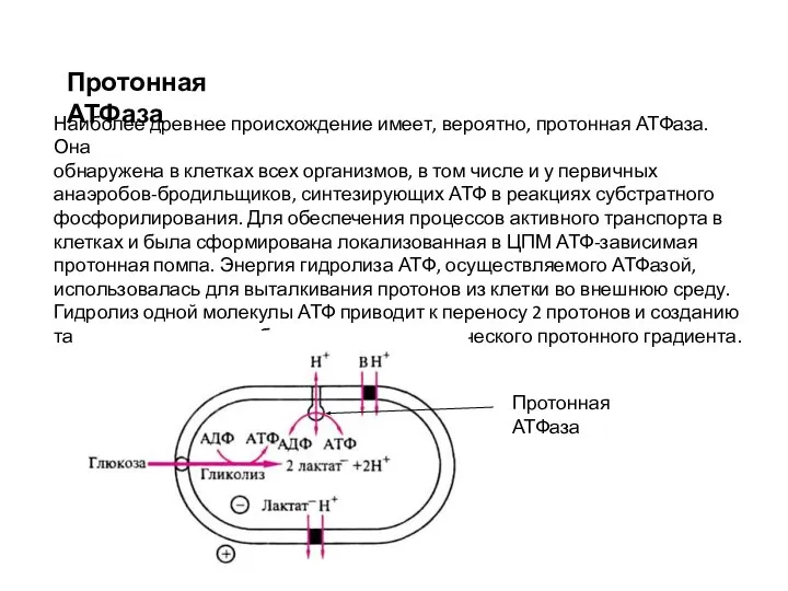 Наиболее древнее происхождение имеет, вероятно, протонная АТФаза. Она обнаружена в клетках всех