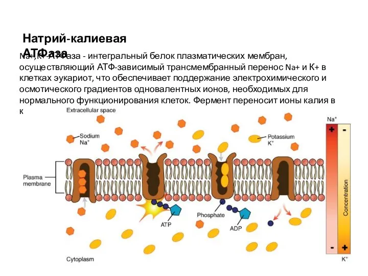 Na+,K+-АТФаза - интегральный белок плазматических мембран, осуществляющий АТФ-зависимый трансмембранный перенос Na+ и