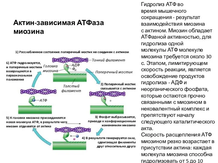 Актин-зависимая АТФаза миозина Гидролиз АТФ во время мышечного сокращения - результат взаимодействия