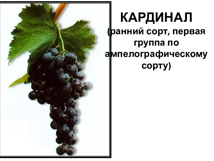 КАРДИНАЛ (ранний сорт, первая группа по ампелографическому сорту)