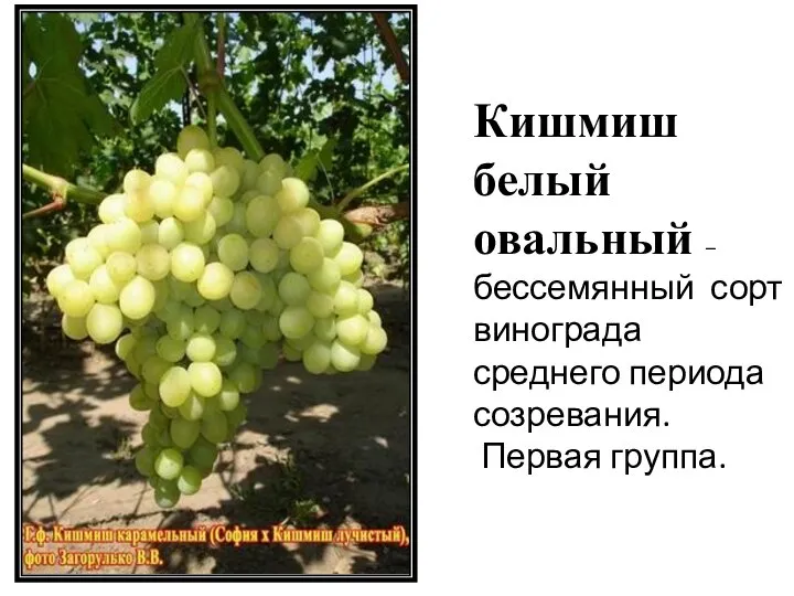 Кишмиш белый овальный – бессемянный сорт винограда среднего периода созревания. Первая группа.