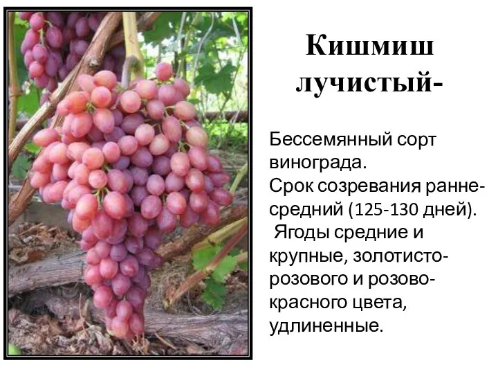 Кишмиш лучистый- Бессемянный сорт винограда. Срок созревания ранне-средний (125-130 дней). Ягоды средние