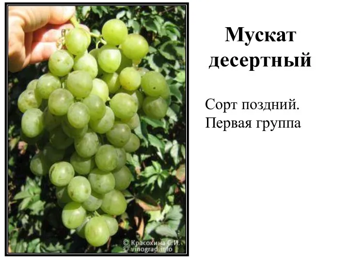 Мускат десертный Сорт поздний. Первая группа