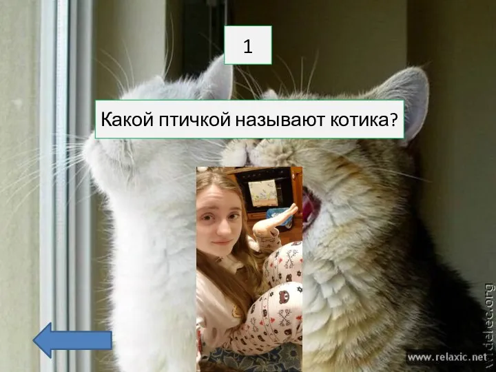 1 Какой птичкой называют котика?