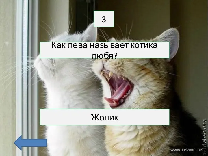 3 Как лева называет котика любя? Жопик