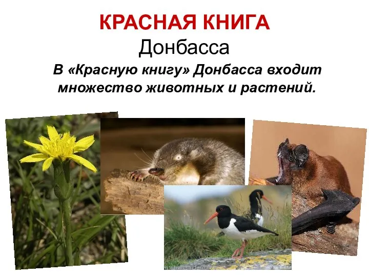 КРАСНАЯ КНИГА Донбасса В «Красную книгу» Донбасса входит множество животных и растений.