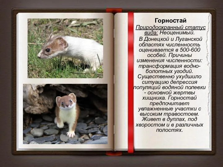 Горностай Природоохранный статус вида: Неоценимый. В Донецкой и Луганской областях численность оценивается