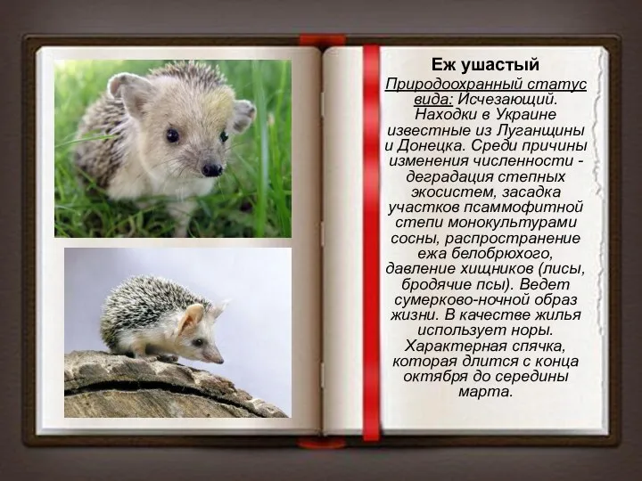 Еж ушастый Природоохранный статус вида: Исчезающий. Находки в Украине известные из Луганщины