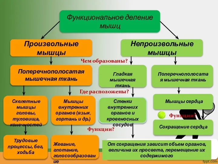 Функциональное деление мышц Произвольные мышцы Непроизвольные мышцы Чем образованы? Где расположены? Функции?