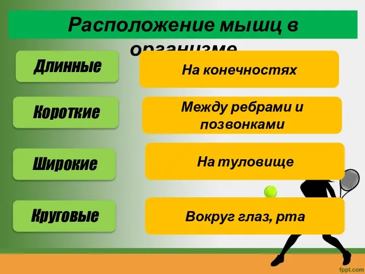 Расположение мышц в организме Длинные Короткие Широкие Круговые На конечностях Между ребрами