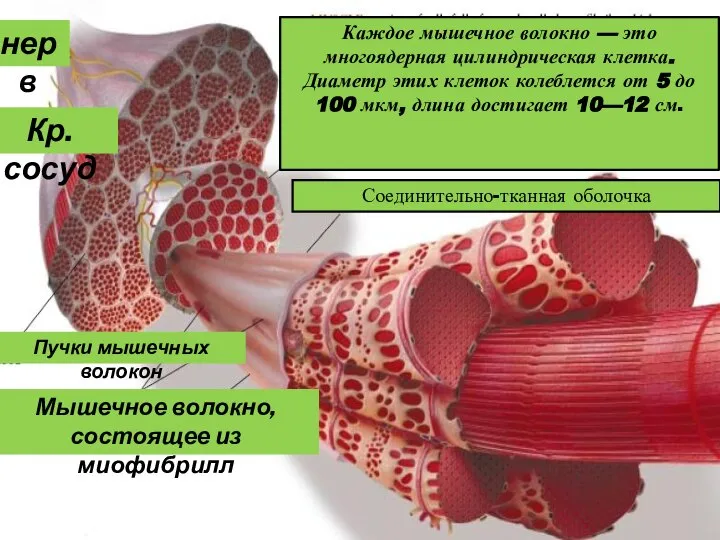 нерв Кр.сосуд Соединительно-тканная оболочка Пучки мышечных волокон Мышечное волокно, состоящее из миофибрилл
