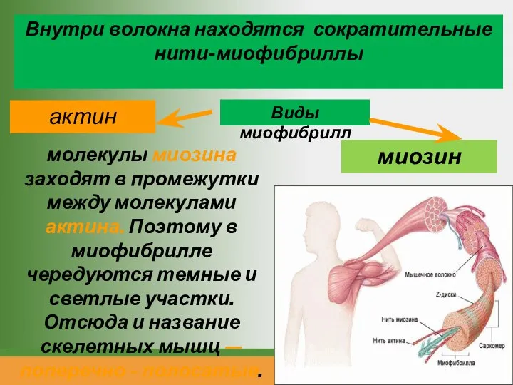 Внутри волокна находятся сократительные нити-миофибриллы актин миозин молекулы миозина заходят в промежутки