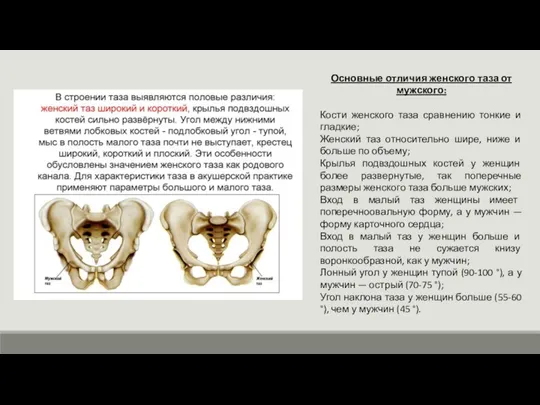 Основные отличия женского таза от мужского: Кости женского таза сравнению тонкие и