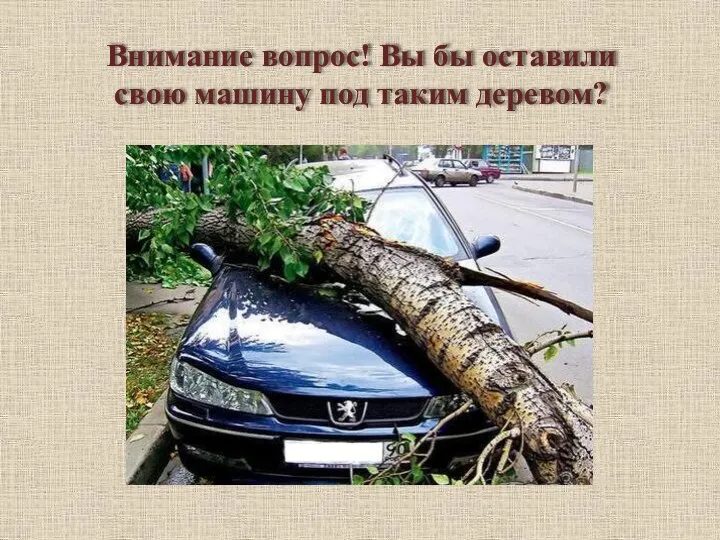 Внимание вопрос! Вы бы оставили свою машину под таким деревом?