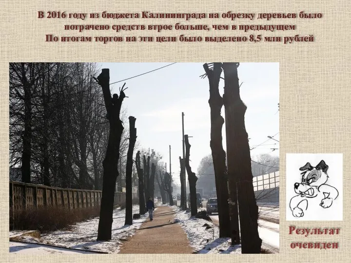 Результат очевиден В 2016 году из бюджета Калининграда на обрезку деревьев было