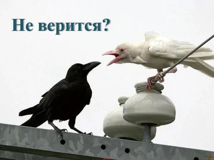 Не верится?