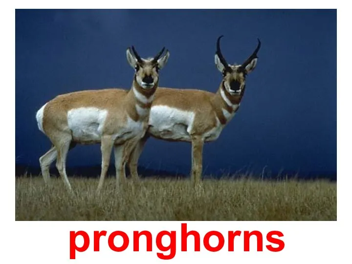 pronghorns