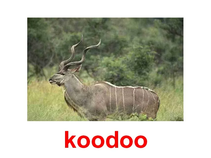 koodoo