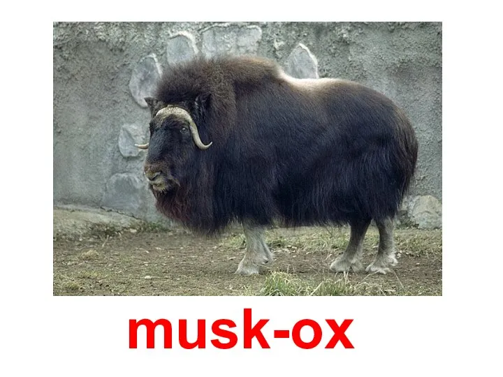 musk-ox