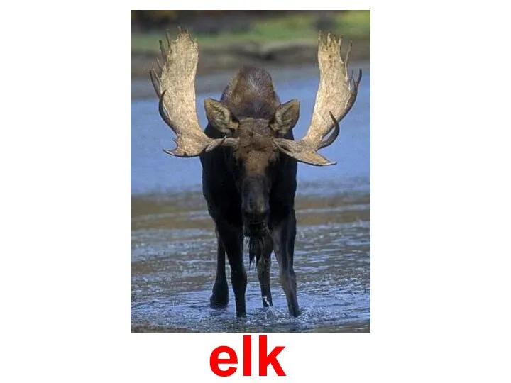 elk