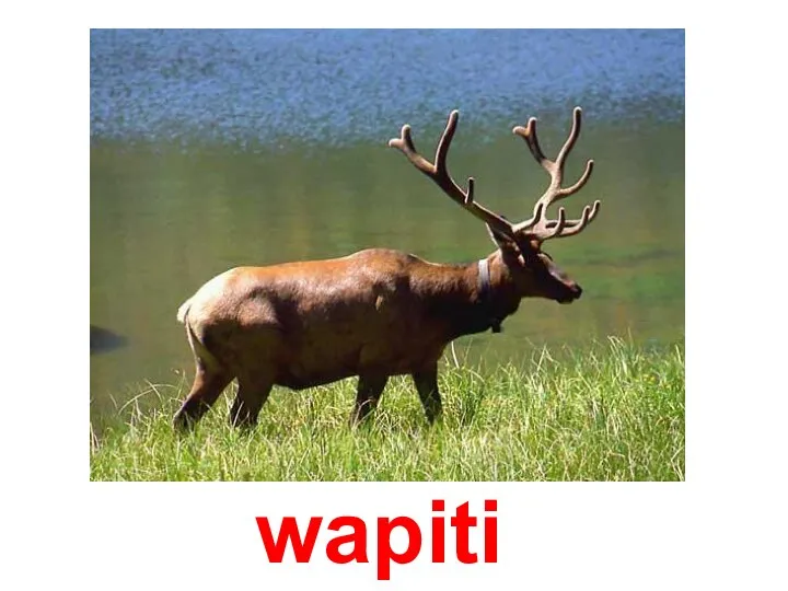 wapiti