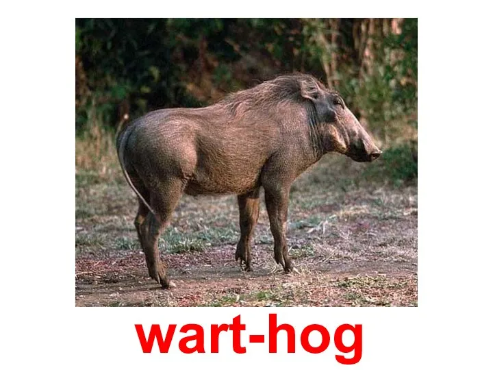 wart-hog