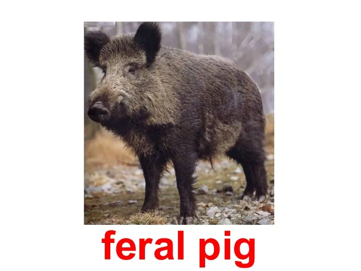 feral pig