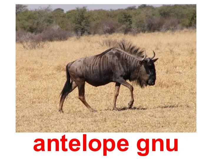 antelope gnu