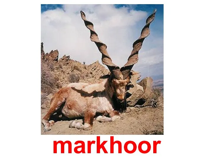 markhoor