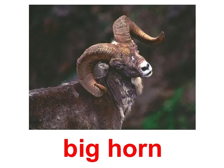 big horn