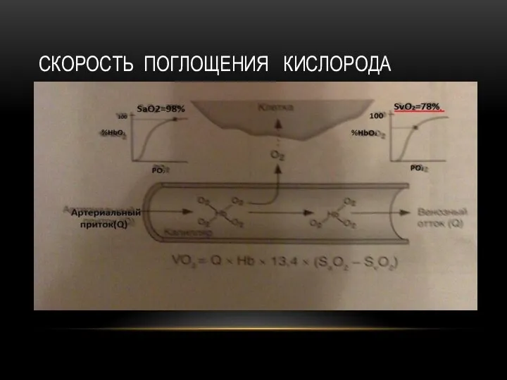 СКОРОСТЬ ПОГЛОЩЕНИЯ КИСЛОРОДА