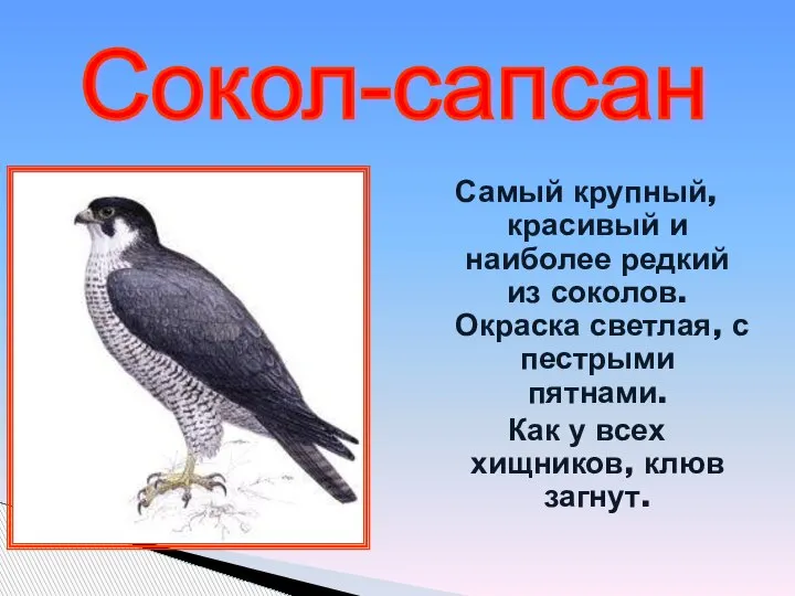 Сокол-сапсан Самый крупный, красивый и наиболее редкий из соколов. Окраска светлая, с