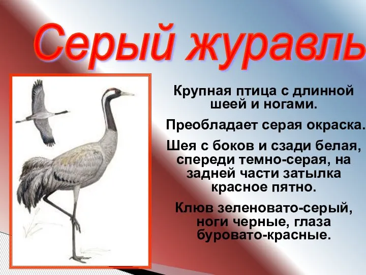 Серый журавль Крупная птица с длинной шеей и ногами. Преобладает серая окраска.