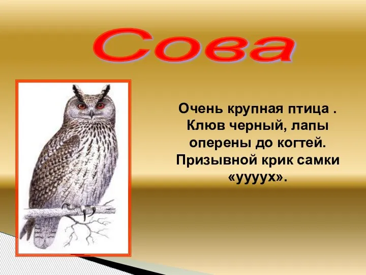 Сова Очень крупная птица . Клюв черный, лапы оперены до когтей. Призывной крик самки «уууух».