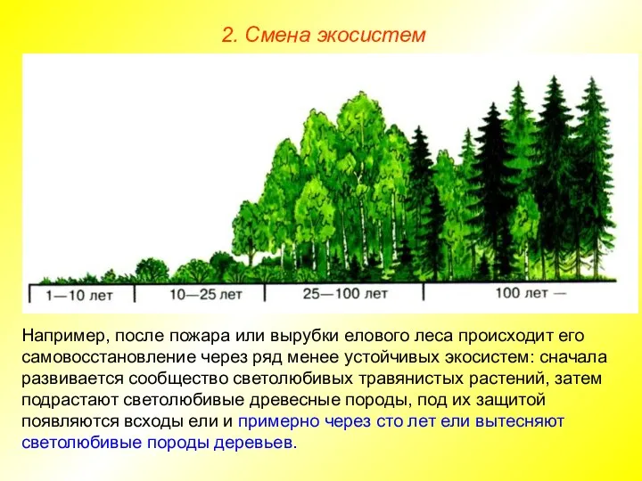 2. Смена экосистем Например, после пожара или вырубки елового леса происходит его