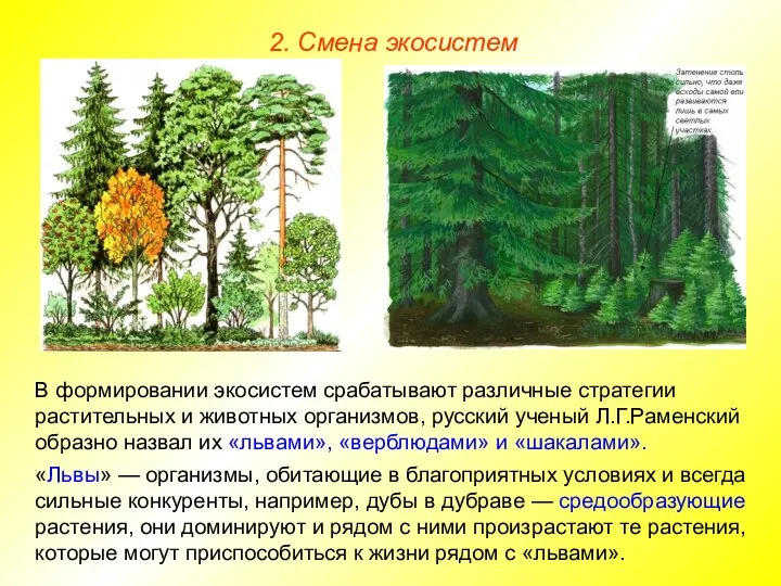 2. Смена экосистем В формировании экосистем срабатывают различные стратегии растительных и животных