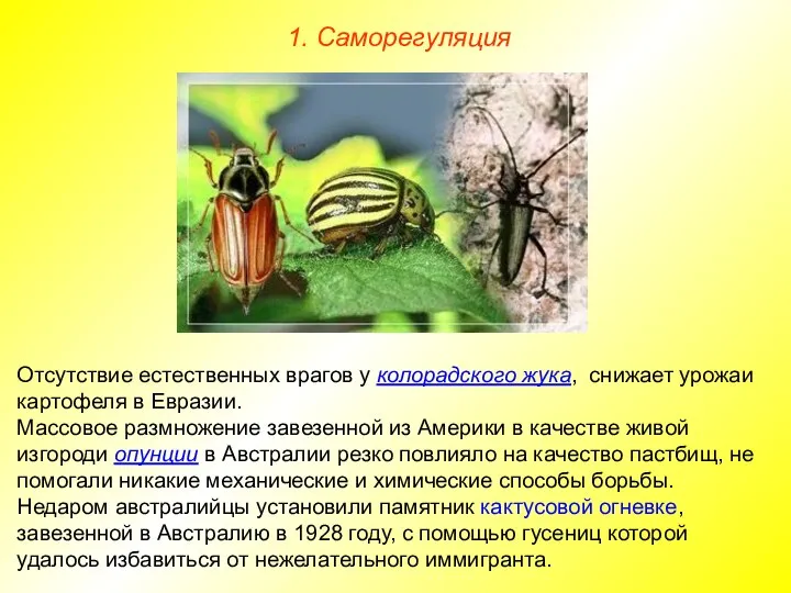 1. Саморегуляция Отсутствие естественных врагов у колорадского жука, снижает урожаи картофеля в
