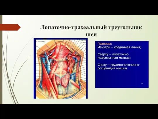 Лопаточно-трахеальный треугольник шеи