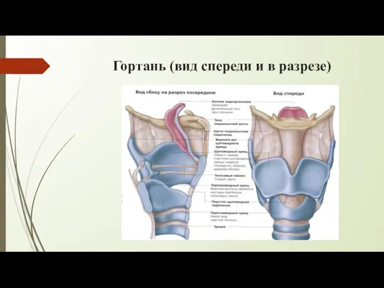 Гортань (вид спереди и в разрезе)