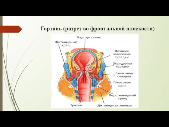 Гортань (разрез во фронтальной плоскости)