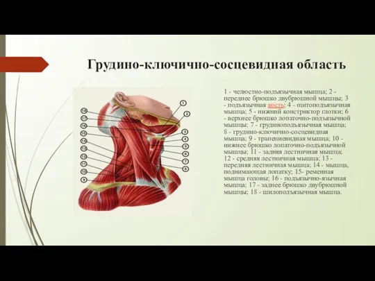 Грудино-ключично-сосцевидная область 1 - челюстно-подъязычная мышца; 2 - переднее брюшко двубрюшной мышцы;